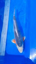 Koi Karper Asagi 47cm, Dieren en Toebehoren, Karper of Koi