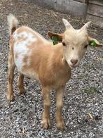 Dwerggeit cl en cae vrij, Dieren en Toebehoren, Schapen, Geiten en Varkens, Mannelijk, Geit