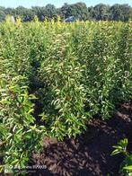 Portugese laurier Prunus l angustifolia 60 tot 200cm struik, Ophalen of Verzenden, Laurier, Struik, 100 tot 250 cm