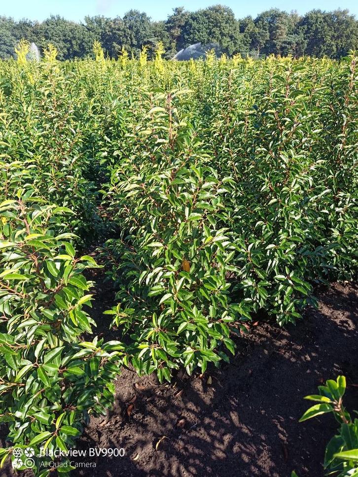 Portugese laurier Prunus l angustifolia 60 tot 200cm struik, Tuin en Terras, Planten | Struiken en Hagen, Struik, Laurier, 100 tot 250 cm