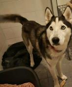 Prachtige sociale lieve Kim is 1 jaar, Particulier, Rabiës (hondsdolheid), 1 tot 2 jaar, Buitenland