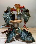 Begonia ‘Cracklin Rosie’, Huis en Inrichting, Kamerplanten, Ophalen of Verzenden, Overige soorten, Minder dan 100 cm