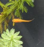 Oranje Japanse rijstvis, Medaka, mini-koi, Dieren en Toebehoren, Vissen | Aquariumvissen, Vis, Zoetwatervis, Schoolvis