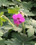 Geranium macrorrhizum, Tuin en Terras, Bloembollen en Zaden, Halfschaduw, Ophalen