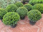 Schitterende taxusbollen, Tuin en Terras, Planten | Struiken en Hagen, Ophalen of Verzenden, Taxus, Struik, Minder dan 100 cm