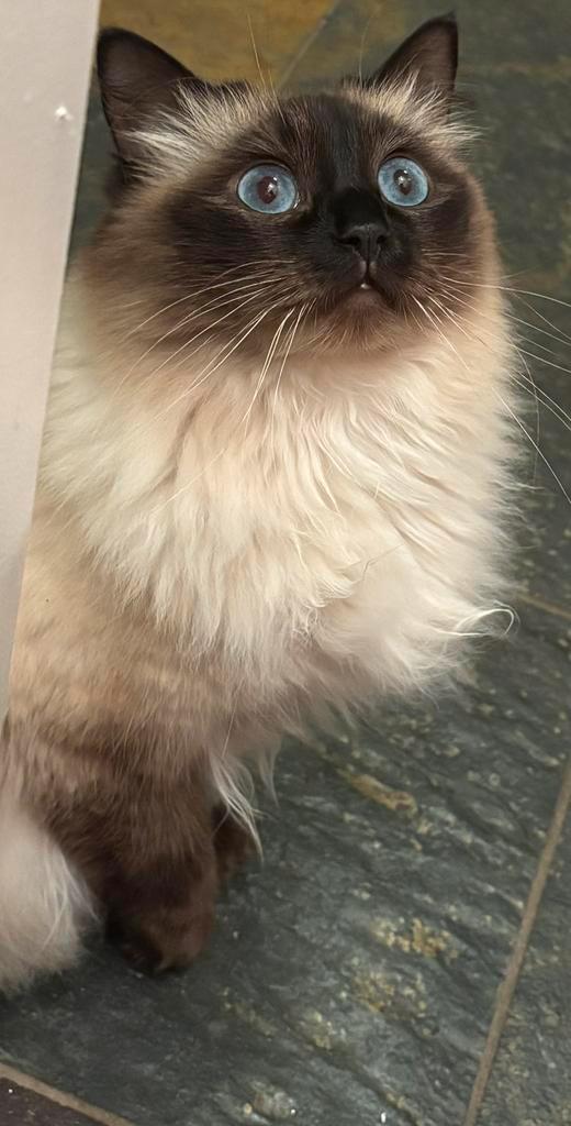 * NOTK* Hele mooie volle Ragdoll poes van 4 jaar oud., Dieren en Toebehoren, Katten en Kittens | Raskatten | Langhaar, Poes