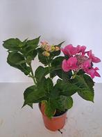 Hortensia randbloeier, Tuin en Terras, Planten | Tuinplanten, Ophalen, Zomer, Overige soorten, Halfschaduw