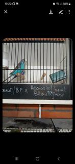 Split x bf en bf x split, Dieren en Toebehoren, Vogels | Parkieten en Papegaaien, Meerdere dieren, Parkiet, Geringd