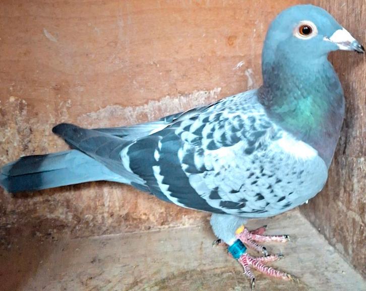 Postduif prestatie duivin Comb. ZWIEP/KIKKERT., Dieren en Toebehoren, Vogels | Duiven