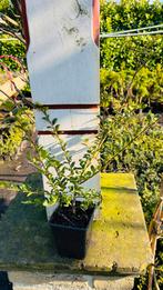 Ilex Crenata green hedge, Tuin en Terras, Planten | Struiken en Hagen, Ophalen, Hulst, Haag, Minder dan 100 cm