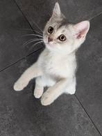 Brits korthaar kittens poesje Silver shaded, Dieren en Toebehoren, Meerdere dieren, Ingeënt