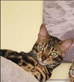 Bengaal kitten., Poes