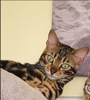 Bengaal kitten., Dieren en Toebehoren, Katten en Kittens | Raskatten | Korthaar, Poes