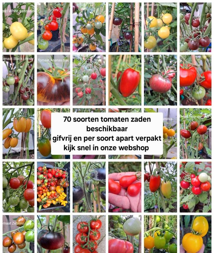 Groot assortiment tomatenzaden beschikbaar gifvrij, Tuin en Terras, Bloembollen en Zaden, Volle zon, Verzenden