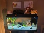 Aquarium juwel primo 110, 110L, Dieren en Toebehoren, Ophalen, Gebruikt, Leeg aquarium