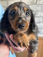 2 mooie teefjes Dwergteckel langhaartjes 8 week oud, CDV (hondenziekte), 8 tot 15 weken, Teef, Dwerg