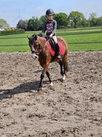 Leuke welsh b kinder pony te koop, Dieren en Toebehoren, Pony's, Merrie, B, Gechipt, B pony (1.17m tot 1.27m)