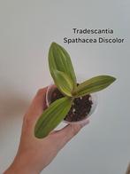 Tradescantia Spathacea Discolor, Ophalen of Verzenden, Overige soorten, Minder dan 100 cm
