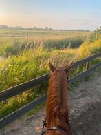 Bijrijder aangeboden, Dieren en Toebehoren, Stalling en Weidegang