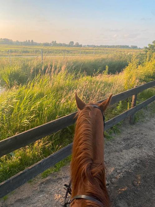 Bijrijder aangeboden, Dieren en Toebehoren, Stalling en Weidegang