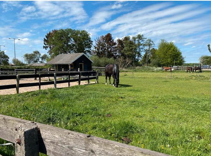 Stalling aangeboden Blaricum (prive stal), Dieren en Toebehoren, Stalling en Weidegang, Stalling
