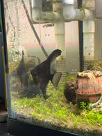 Maanvis zwart, Dieren en Toebehoren, Vissen | Aquaria en Toebehoren, Ophalen, Gevuld zoetwateraquarium