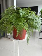 Nestvaren ( Asplenium parvati )/ Moederplant, Ophalen, Overige soorten, Halfschaduw, Minder dan 100 cm