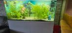 Groot aquarium ciano, Ophalen of Verzenden, Gevuld zoetwateraquarium