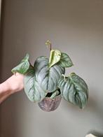 Philodendron Sodiroi, Ophalen of Verzenden, Halfschaduw, Minder dan 100 cm