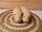 California cavia nestje - nog 2 cali beertjes, Dieren en Toebehoren, Cavia, Mannelijk, Tam, September