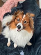 Dekreu, Rabiës (hondsdolheid), Reu, Eén hond, 3 tot 5 jaar