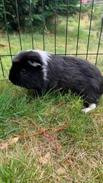 Cavia(beertje), Cavia, Mannelijk, December, Tam