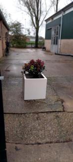 Strakke vierkante  bloempot met skimmia, Ophalen, Tuin, Kunststof, Gebruikt