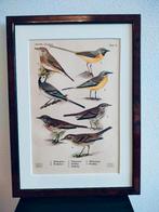 Litho Floericke Kwikstaart Graspieper Boompieper 1922, Ophalen of Verzenden