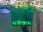 Jonge baby  Labidochromis sp. “Perlmutt”  m buna, Vis