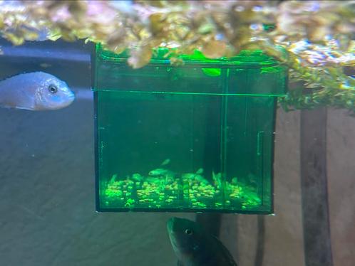 Jonge baby  Labidochromis sp. “Perlmutt”  m buna, Dieren en Toebehoren, Vissen | Aquariumvissen, Vis