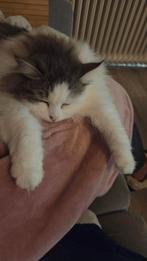 Siberische poes, Dieren en Toebehoren, Katten en Kittens | Overige Katten, Poes, Langharig, 0 tot 2 jaar