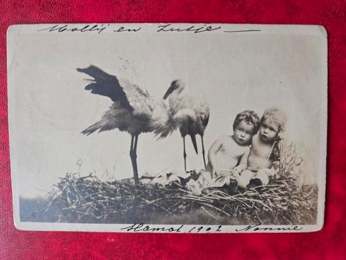Oude ansichtkaart naar Den Haag 1902  Kinderen met ooievaars, Antiek en Kunst, Kunst | Tekeningen en Foto's, Ophalen of Verzenden