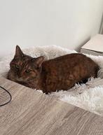 Huisje gezocht voor knuffel poes (8 jaar oud), Dieren en Toebehoren, Katten en Kittens | Overige Katten, Poes, Kortharig, 6 jaar of ouder