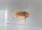 Betta splendens spadetail plakat man, Vis