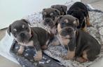 NL franse bulldog pups, Dieren en Toebehoren, Parvo, 8 tot 15 weken, Bulldog, Meerdere