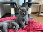 Britse korthaar kittens zoeken gouden mandje, Kater, Gechipt, 0 tot 2 jaar