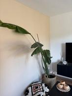 Strelitzia, Huis en Inrichting, Kamerplanten, Ophalen, Halfschaduw, Minder dan 100 cm