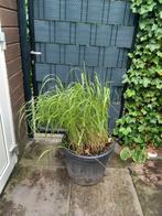 Vingergras Panicum virgatum 'Northwind', Tuin en Terras, Ophalen, Volle zon, Vaste plant, Siergrassen