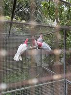 Rosé kaketoes, Meerdere dieren, Parkiet
