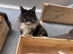Verwacht kittens ragcoon ragdoll/mainecoon, Meerdere dieren, Gechipt, 0 tot 2 jaar