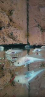 Axolotl baby's, Dieren en Toebehoren, Reptielen en Amfibieën, Overige soorten, 0 tot 2 jaar