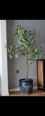 Eucalyptus boom plant H195cm, Ophalen, Zo goed als nieuw, Binnen