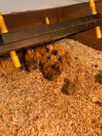 Sabelpoot porselein kleur kuikens , kippen, Dieren en Toebehoren, Pluimvee, Meerdere dieren, Kip