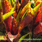 Neoregelia demeter en vele andere uit eigen import, Amfibie, 0 tot 2 jaar